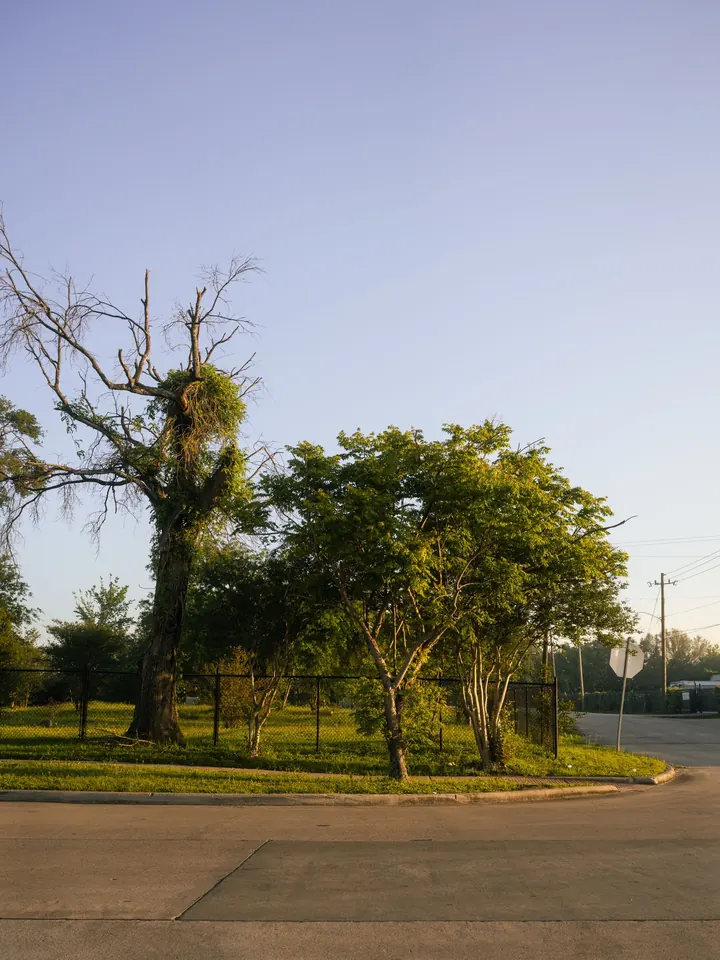 Tree lined suburban street in Houston, Texas